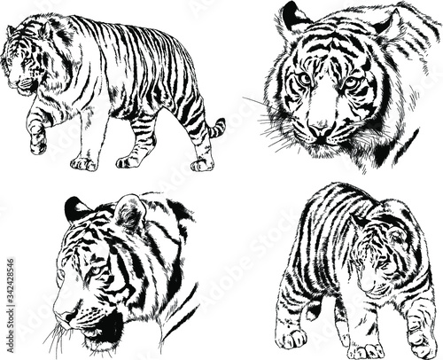 set of vector drawings on the theme of predators tigers are drawn by hand with ink tattoo logos