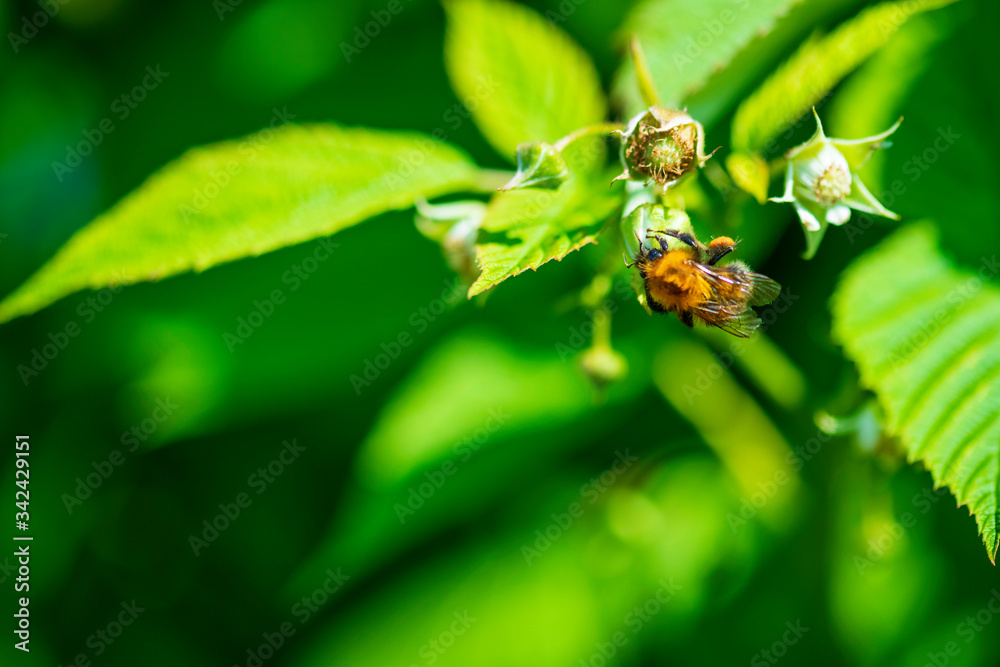 Close up of a green raspberry Bush with ripening berries and a bumblebee on a Sunny summer day Close up of a green raspberry Bush with ripening berries and a bumblebee on a Sunny summer day