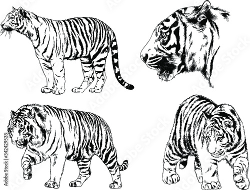 set of vector drawings on the theme of predators tigers are drawn by hand with ink tattoo logos © evgo1977