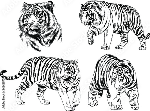 set of vector drawings on the theme of predators tigers are drawn by hand with ink tattoo logos