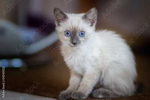 Cucciolo di gatto siamese con gli occhi azzurri accucciato  attento a seguire la preda photo