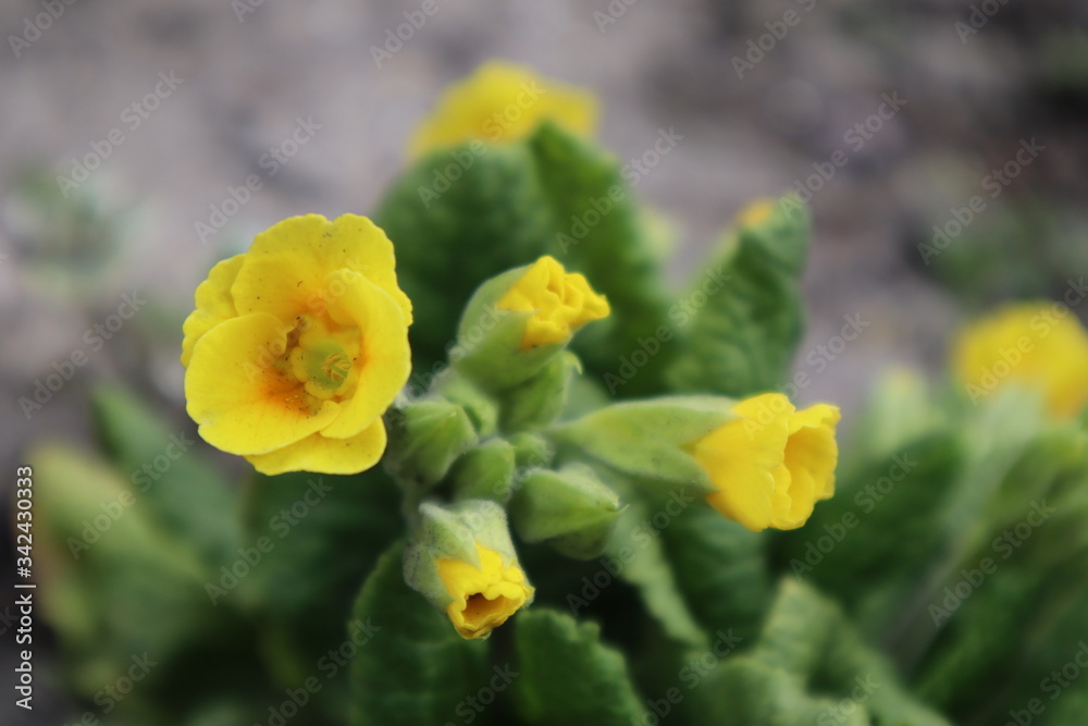 Yellow primrose flowers in the garden