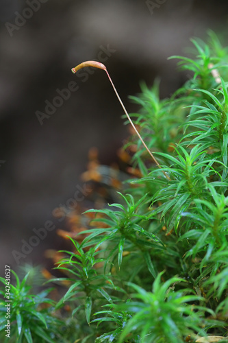 Atrichum undulatum, known as the common smoothcap moss photo