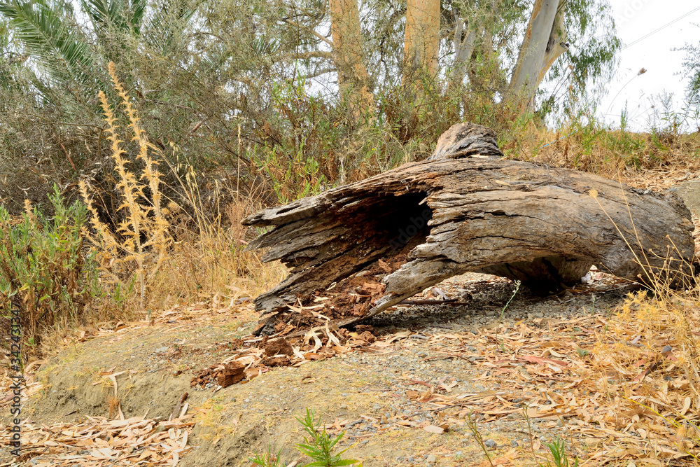 tronco podrido en el suelo del bosque Marbella Andalucía España tronco podrido en el suelo del bosque Marbella Andalucía España