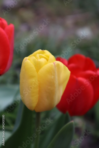 Flowers of red and yellow tulips in the garden.