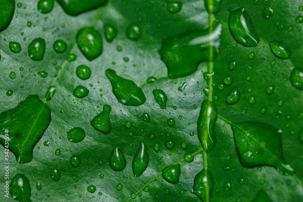 green leaf with water drops green leaf with water drops