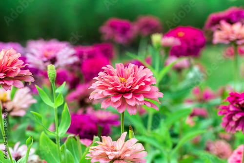 Pink flower petals in multiple layers