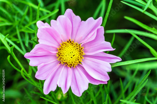 Pink flower petals in multiple layers