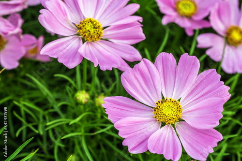 Pink flower petals in multiple layers