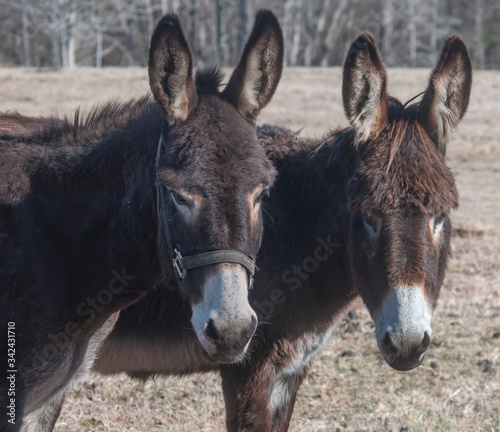 Two donkeys © Joseph