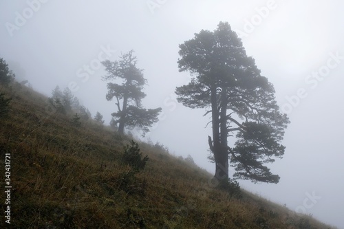 Trees in misty scenery in mountains  on the route from the Mt. Megruki peak to Atskuri. Borjomi-Kharagauli National Park, Borjomi, Georgia.  photo