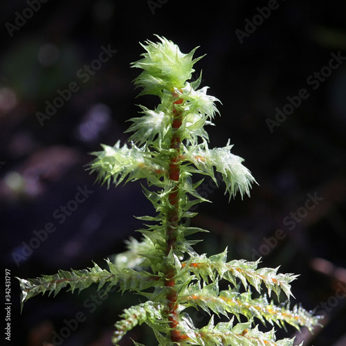 Rhytidiadelphus triquetrus, known as the big shaggy-moss or rough goose neck moss photo