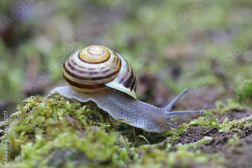 Cepaea hortensis, known as white-lipped snail or garden banded snail