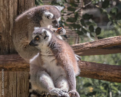 Ring-tailed lemur, Lemur catta, large primate with long, black and white ringed tail. Monkey Forest in Israel. Natural conditions for freely moving animals