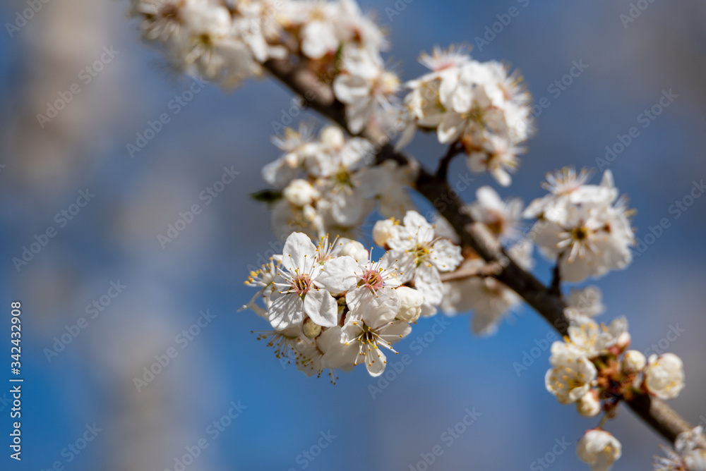 Twigs of blooming tree. Twigs of blooming tree.