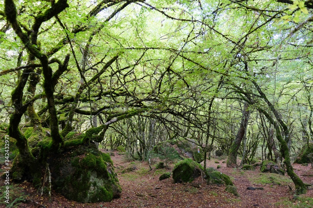 Naklejka premium Amazing green forest with moss-covered boulders on tourist trail around Atskuri in Borjomi-Kharagauli National Park, Georgia.