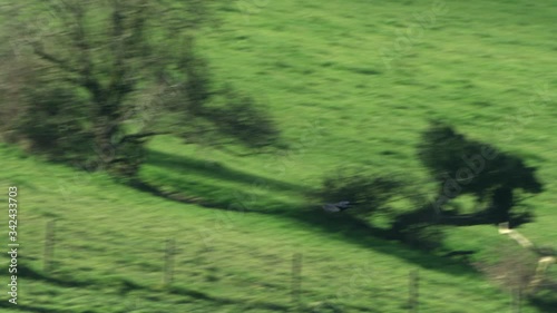 Common raven (Corvus corax) flying above green field / Cranborne Chase, Wiltshire, UK photo