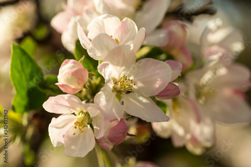 Blossoming apple tree garden in spring close up