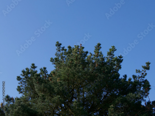 Verdant tree top against deep blue sky with space for text