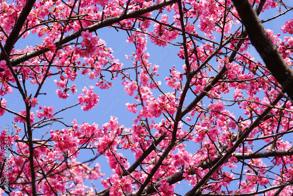 満開の河津桜 満開の河津桜