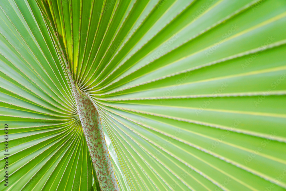 Fototapeta premium Natural green leaves of palm trees pattern texture background.