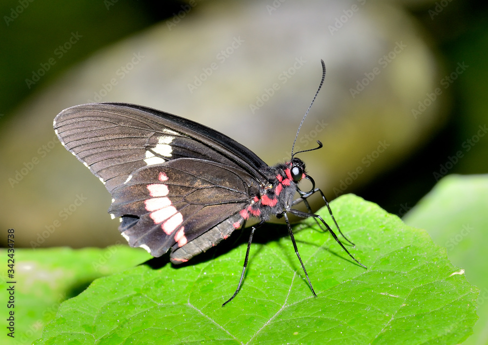 mariposa negra con manchas blancas u rojas en una hoja verde Marbella Andalucía España mariposa negra con manchas blancas u rojas en una hoja verde Marbella Andalucía España