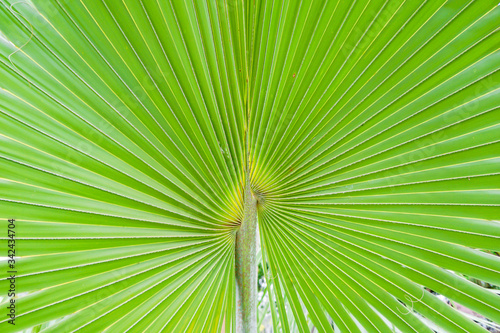 Natural green leaves of palm trees pattern texture background.