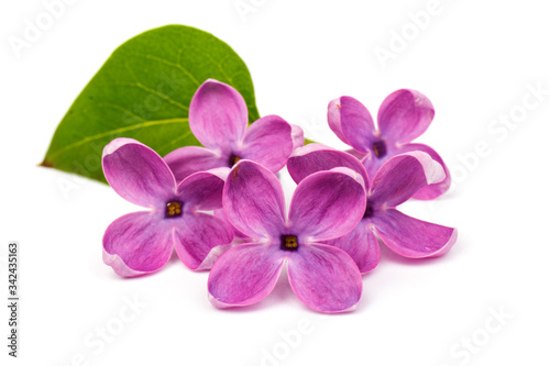 Beautiful blossoming lilac on white background. Copy space