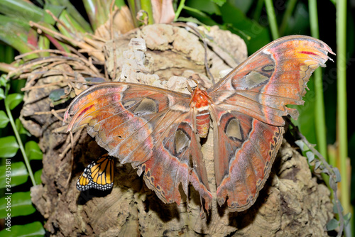 mariposa nocturna posada en un tronco viejo con corcho Benalmádena Andalucía España photo