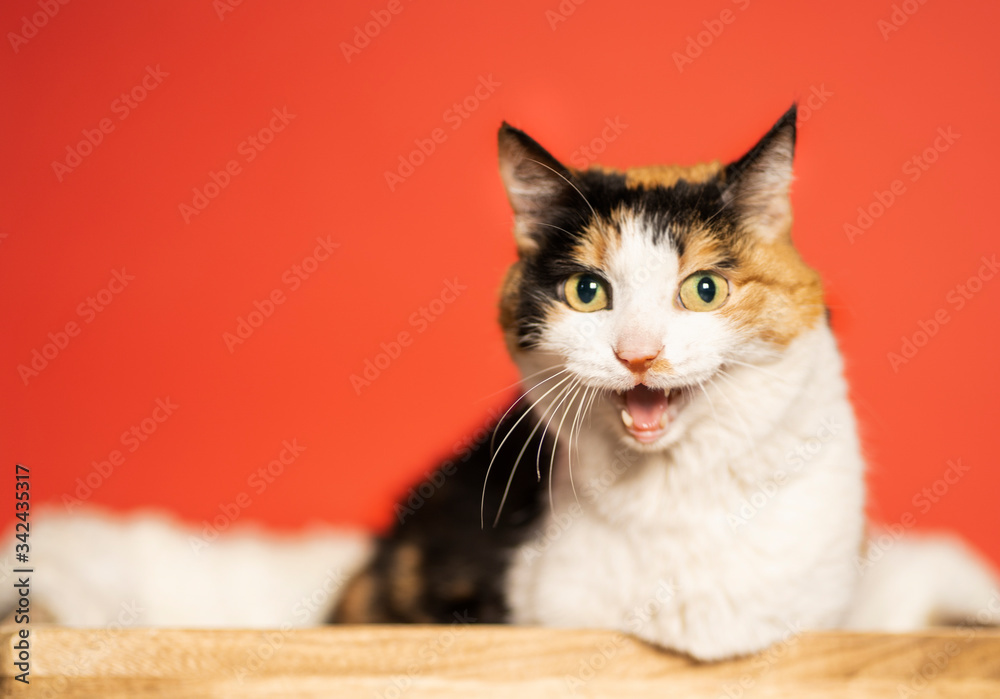 Tricolor cat sitting with open mouth, on a red background