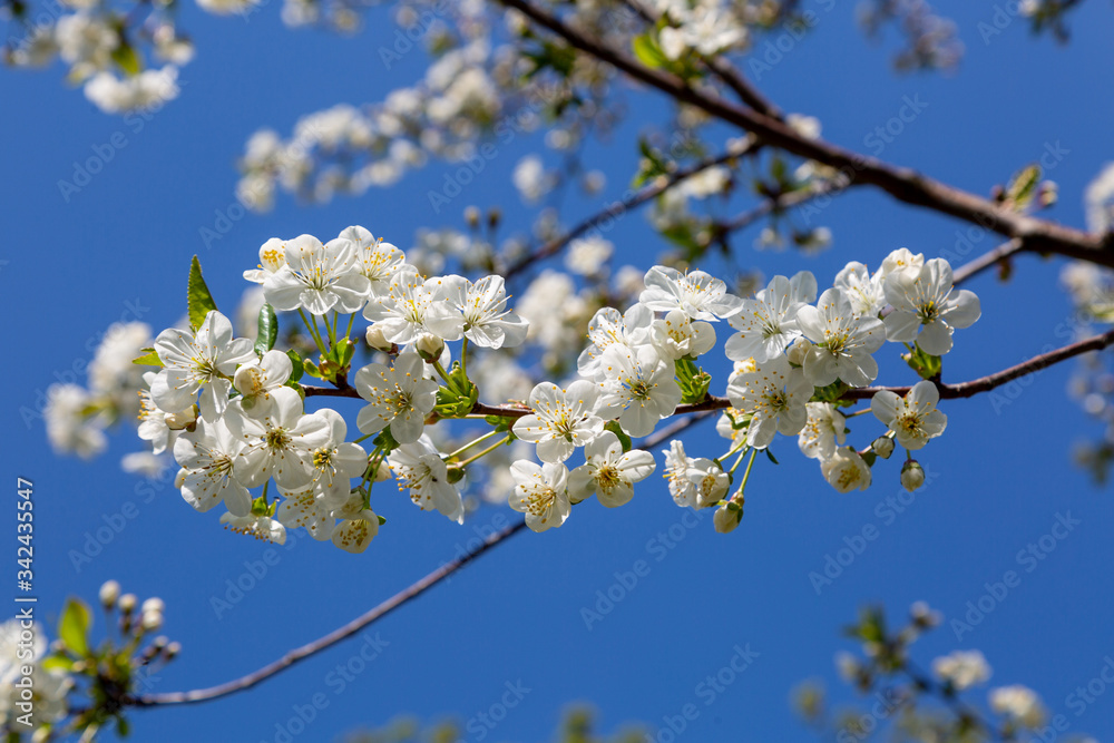 cherry blossom in spring cherry blossom in spring