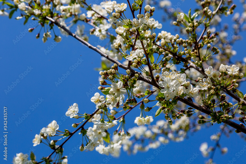 apple tree flowers