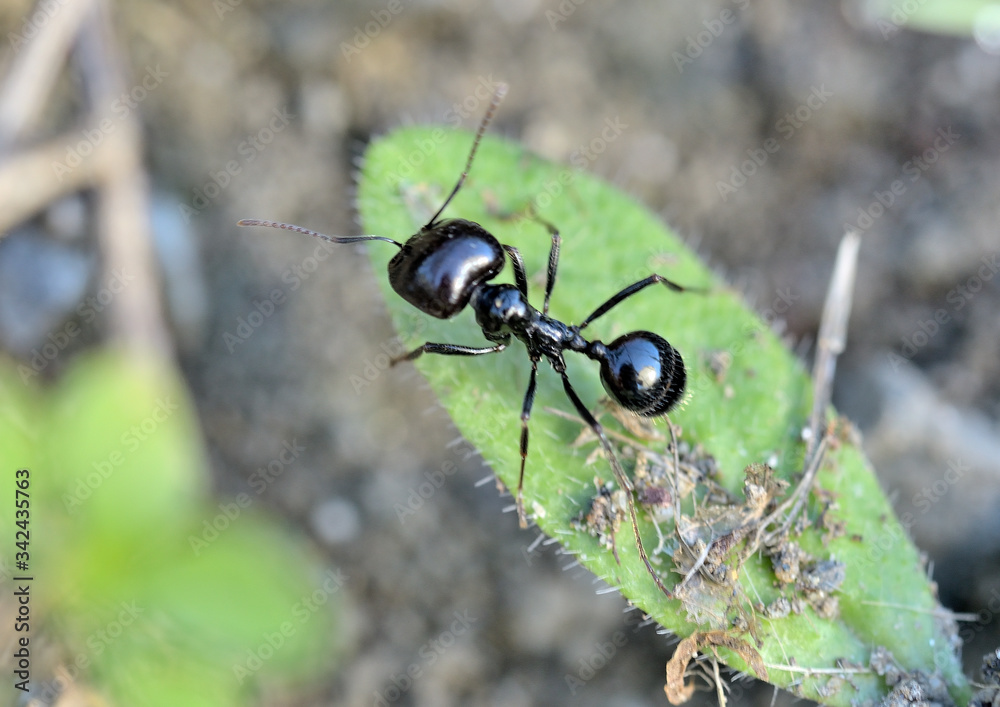 hormiga sobre una hoja verde  Marbella Andalucía España