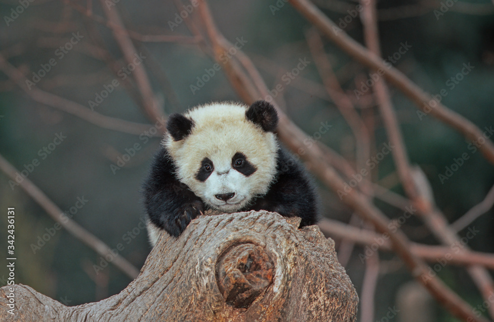 Obraz premium Giant panda