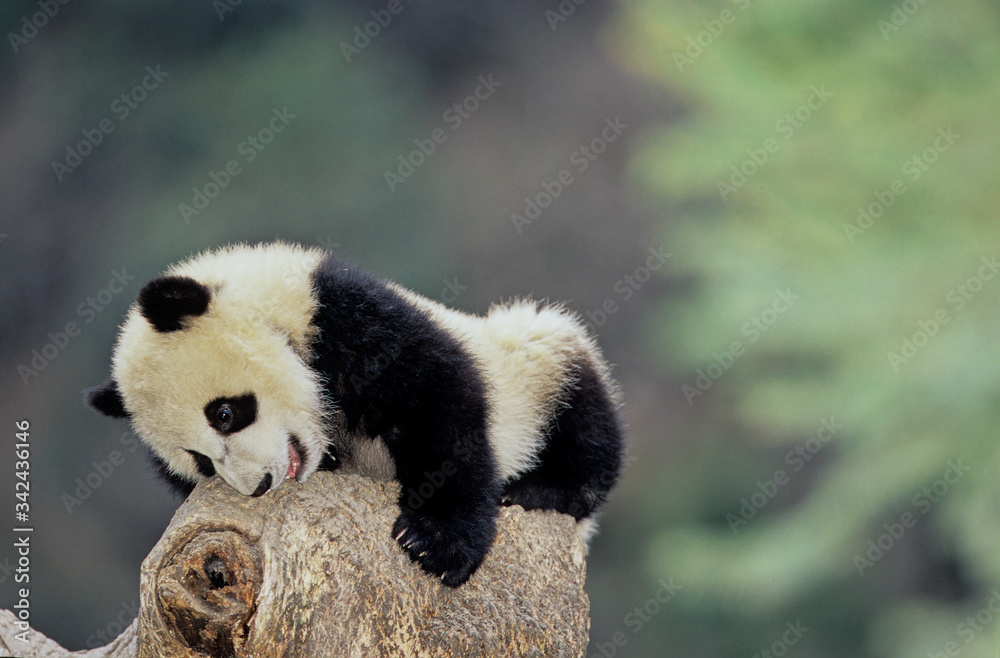 Fototapeta premium Giant panda