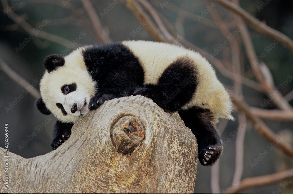 Fototapeta premium Giant panda