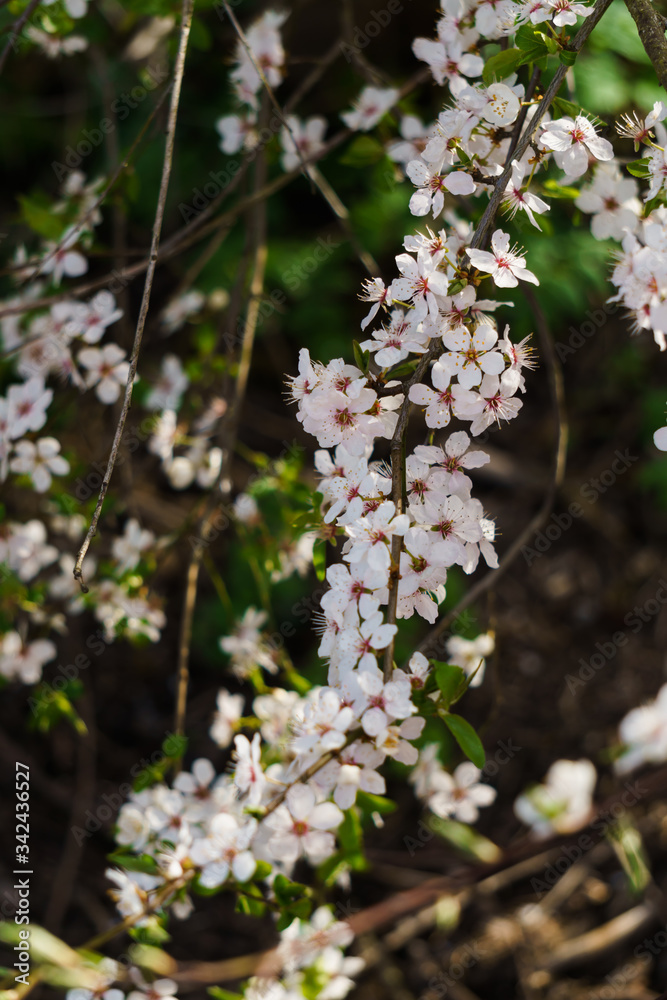 White flowers of cherry plum with yellow stamens on a branch in the spring garden.