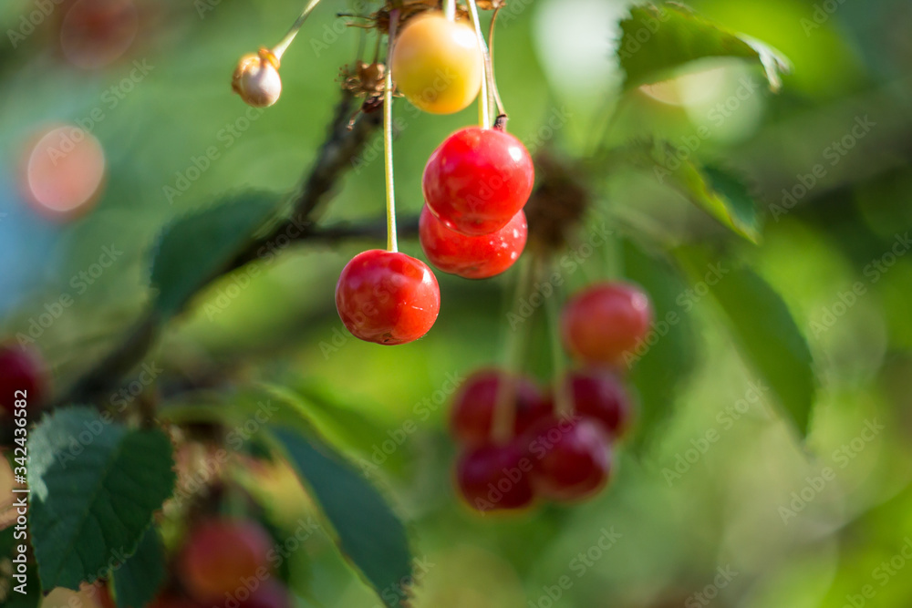 Fototapeta premium Cherry berries on the tree in summer