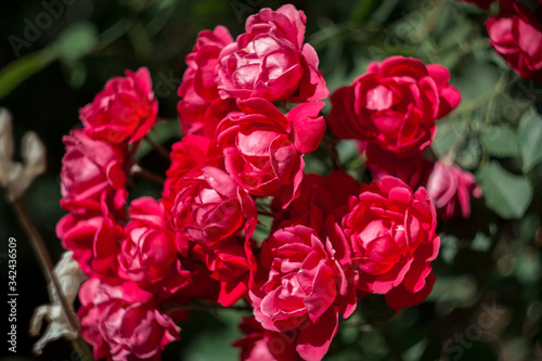 Big red roses in the garden © Julia Snow