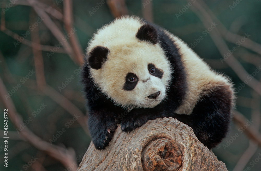 Obraz premium Giant panda