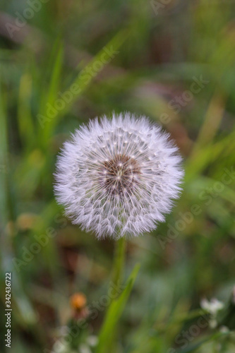 dandelion in the grass