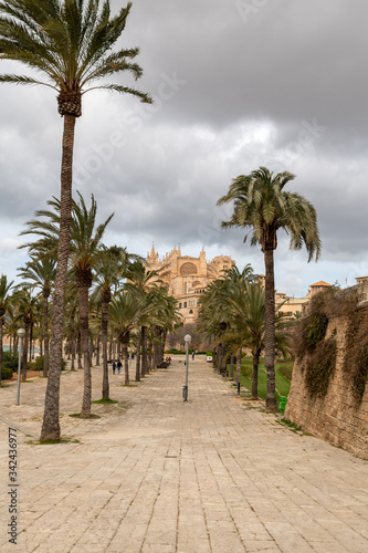 Palmenallee in Palma de Mallorca