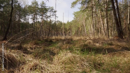 walk through a dry swamp in a beautiful spring forest
