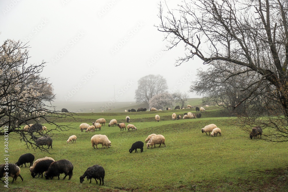 herd of sheep in green meadow. artvin/turkey