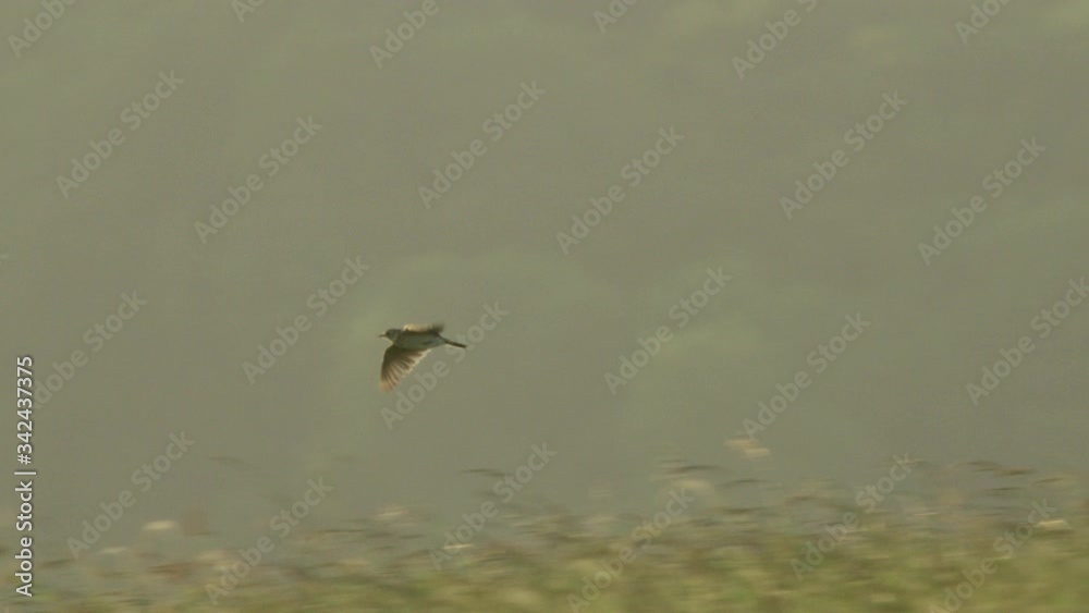 Eurasian skylark (Alauda arvensis) flying above grassy field, Cranborne Chase, Wiltshire, UK Eurasian skylark (Alauda arvensis) flying above grassy field, Cranborne Chase, Wiltshire, UK