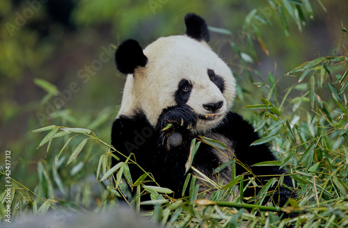 Giant panda © Ipman65