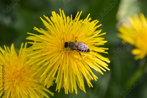 Biene auf der Suche nach Nektar auf einem L  wenzahn