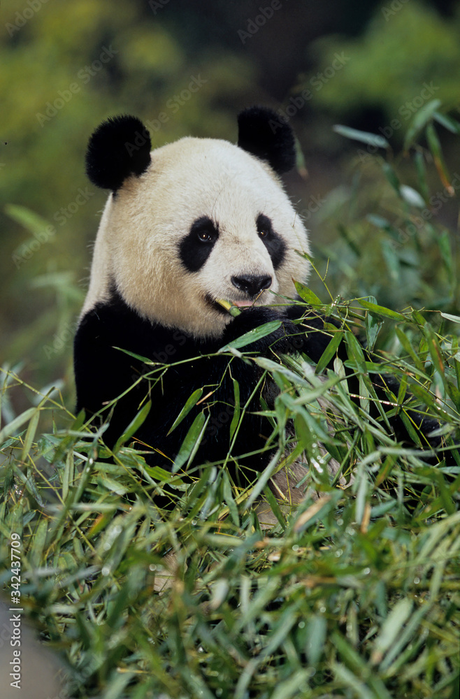 Giant panda Giant panda