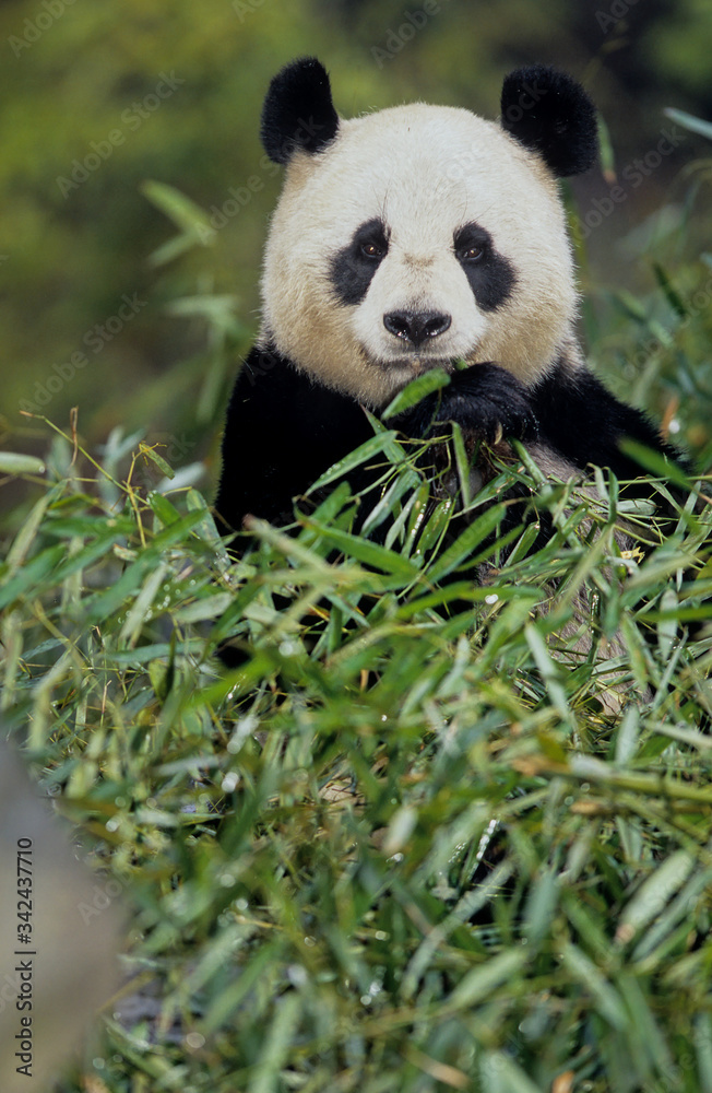 Giant panda Giant panda