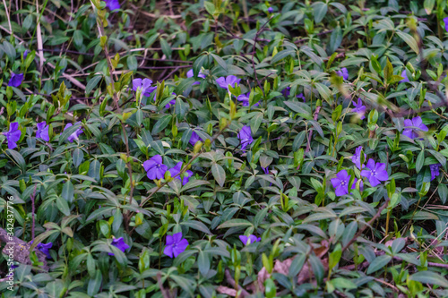 Blue periwinkle flowers with green leaves in early spring in the forest.